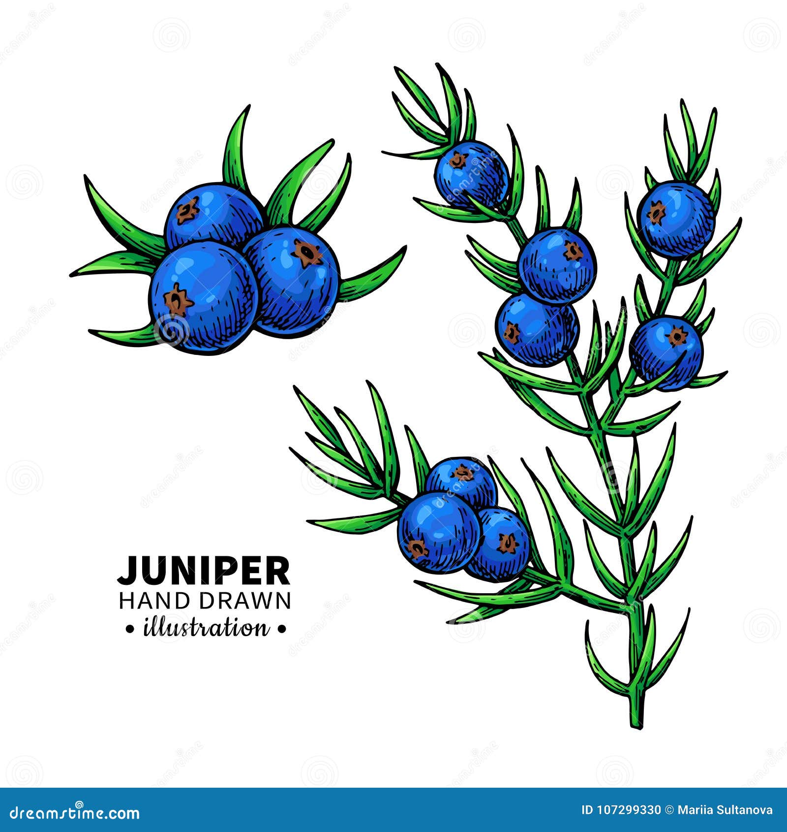 Juniper Drawing. Isolated Vintage Illustration of Berry Stock ...
