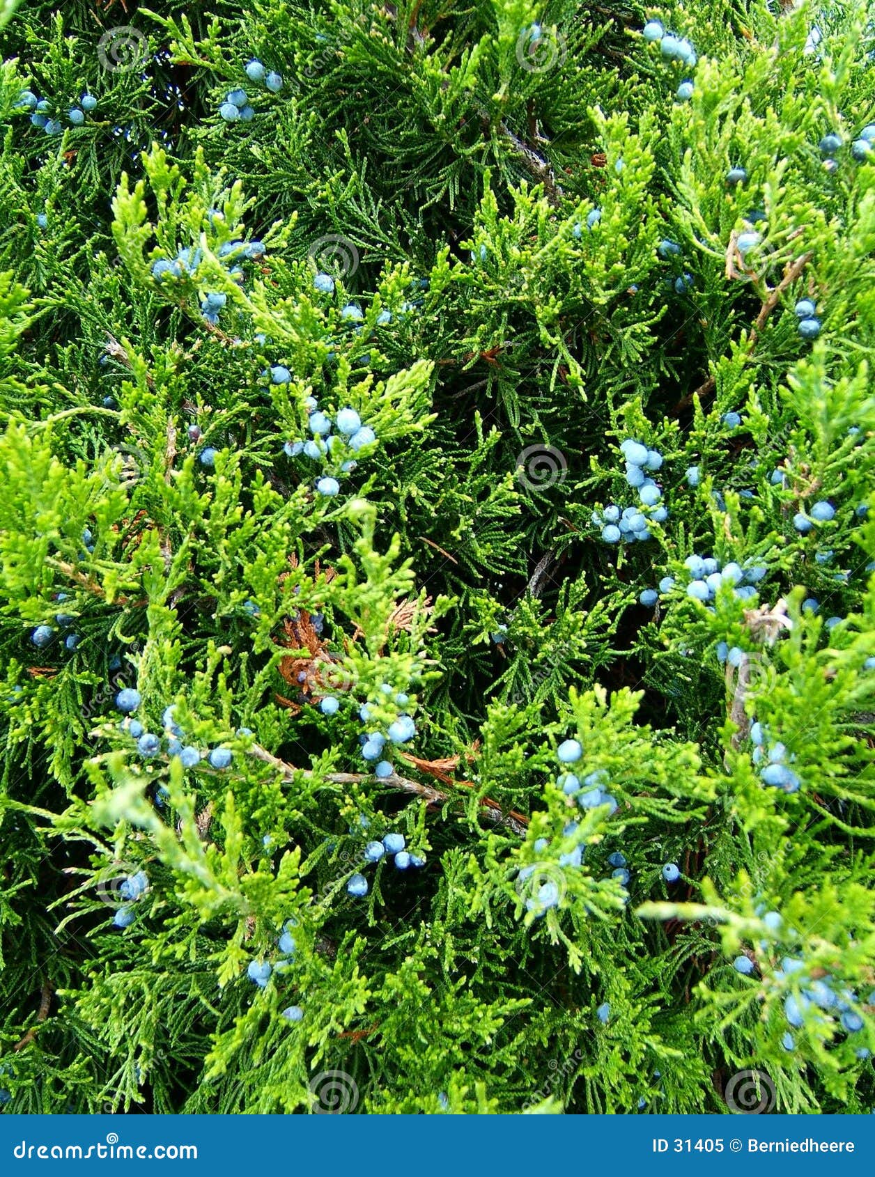 juniper evergreen berries stock image image of berries 31405 juniper evergreen berries stock image image of berries 31405