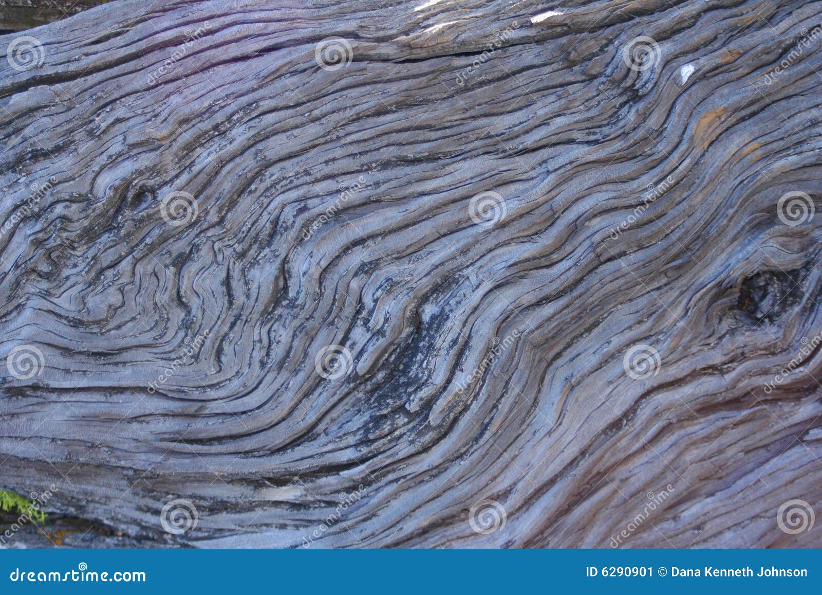 Juniper Grain stock image. Image of knotholes, wood, central 6290901