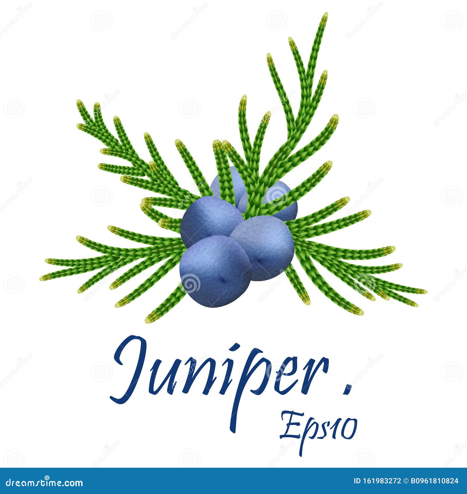 Juniper . Isolated Template with Berry on Branch. Beauty and Spa ...