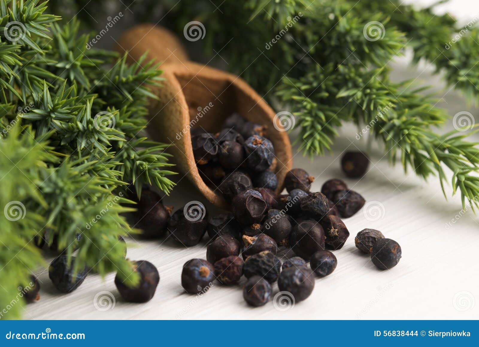 Juniper plant with berries stock photo. Image of alternative 56838444