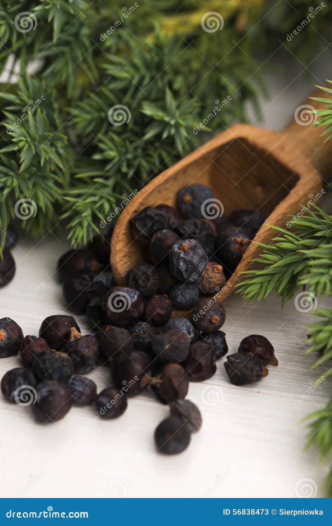 Juniper plant with berries stock image. Image of alternative 56838473