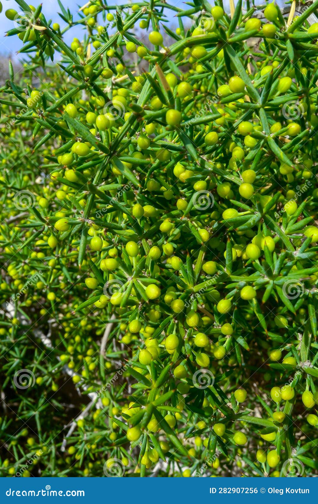 Juniper Shrub with Berries, Malta, Gozo Stock Photo Image of macro