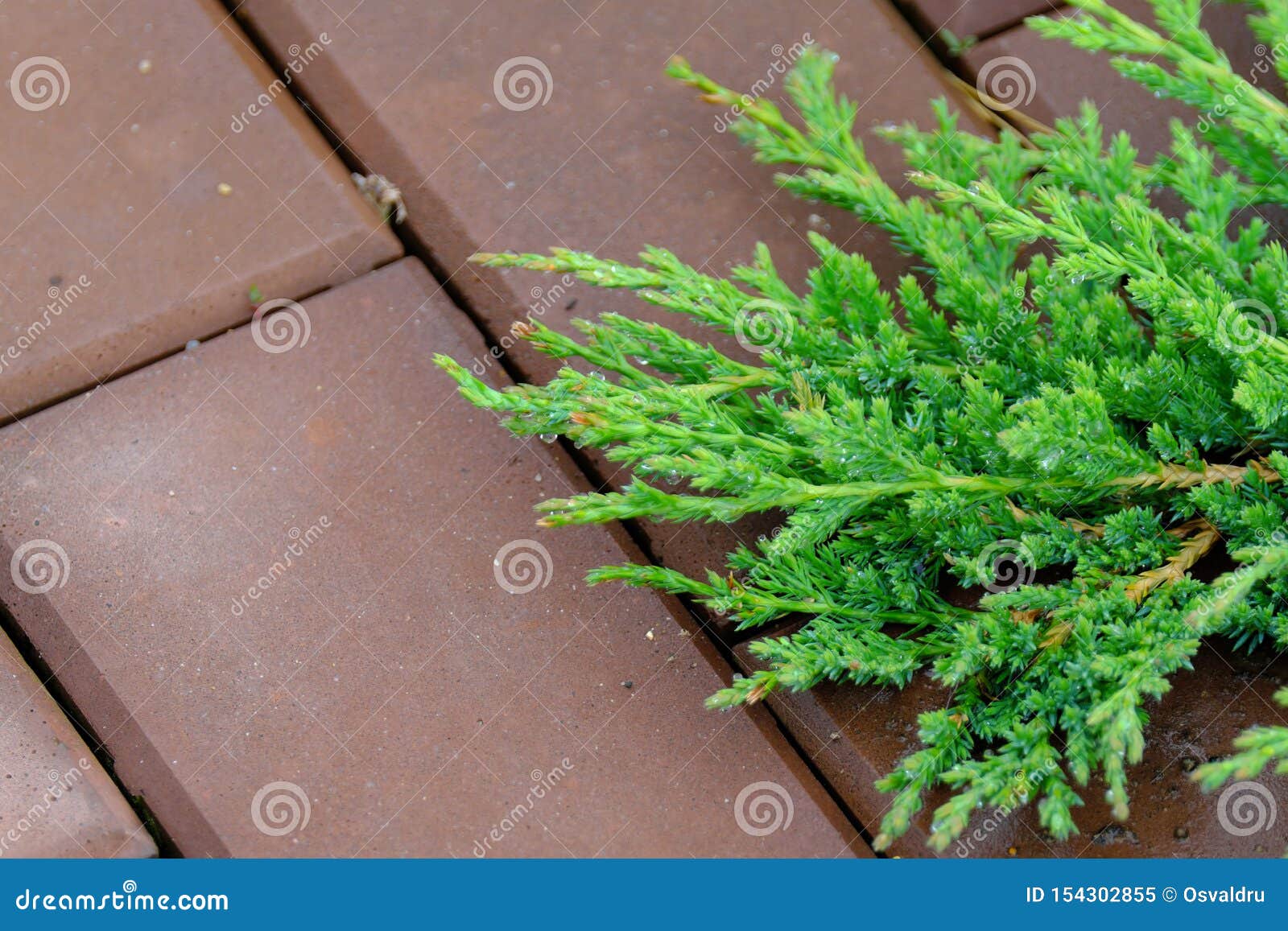 Juniper Spreading on the Brown Garden Tile Stock Image Image of path
