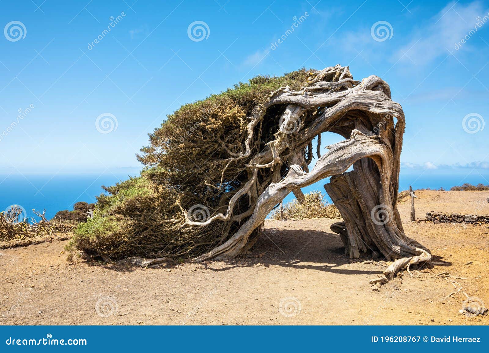 juniper tree bent by wind. famous landmark in el hierro, canary islands