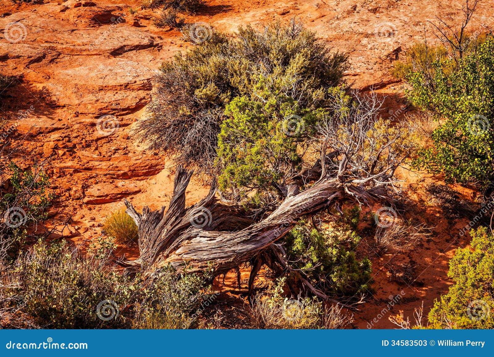 Juniper Tree Sandstone Arches National Park Moab Utah Stock Image