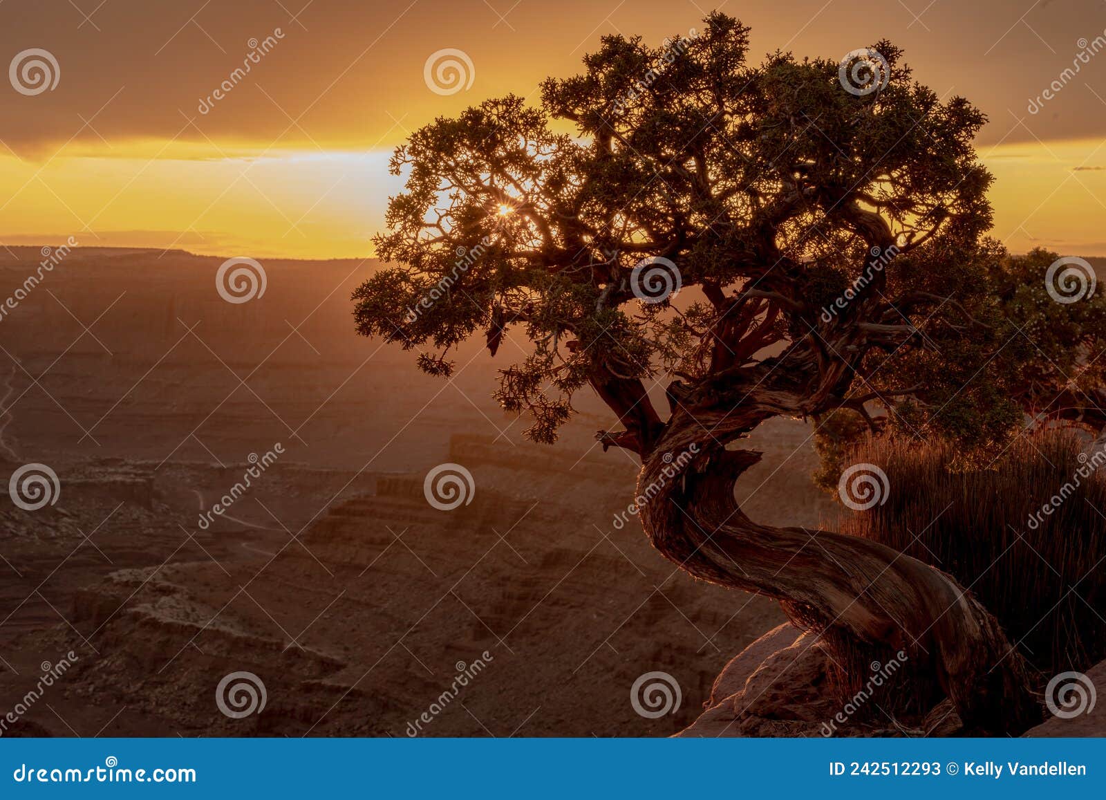 Juniper Tree at Sunset on the Edge of Dead Horse Point State Park Stock