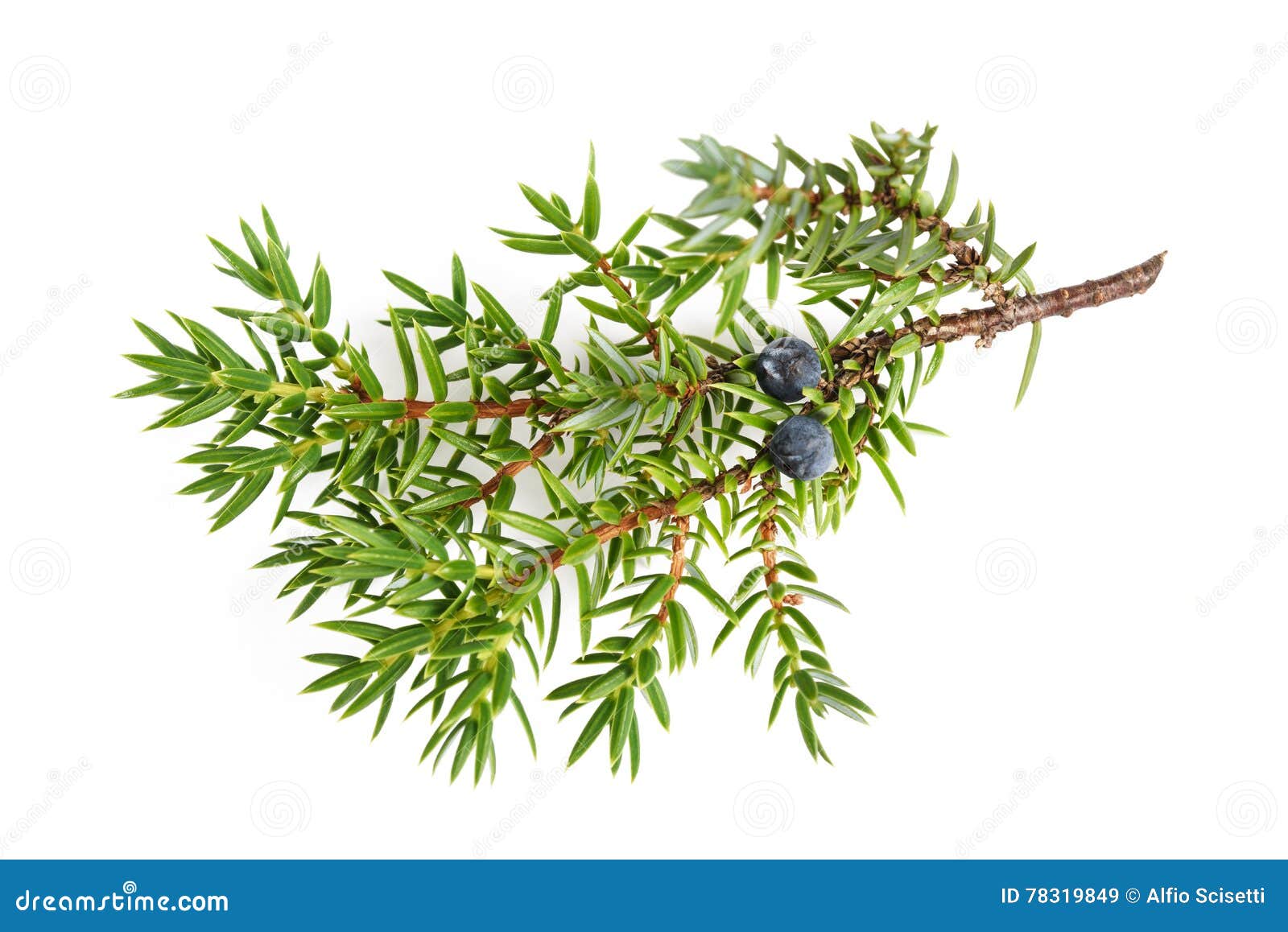 Juniper twig with berries stock image. Image of junipers - 78319849