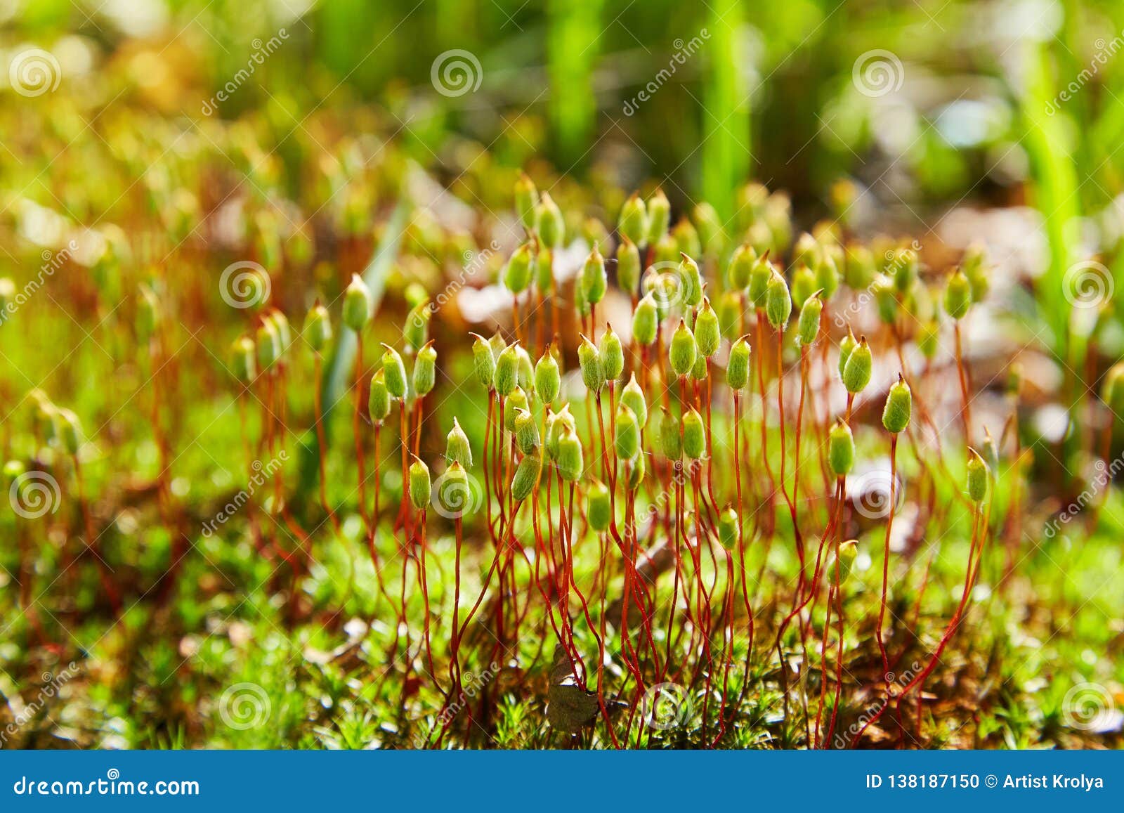 haircap download free haircap download free