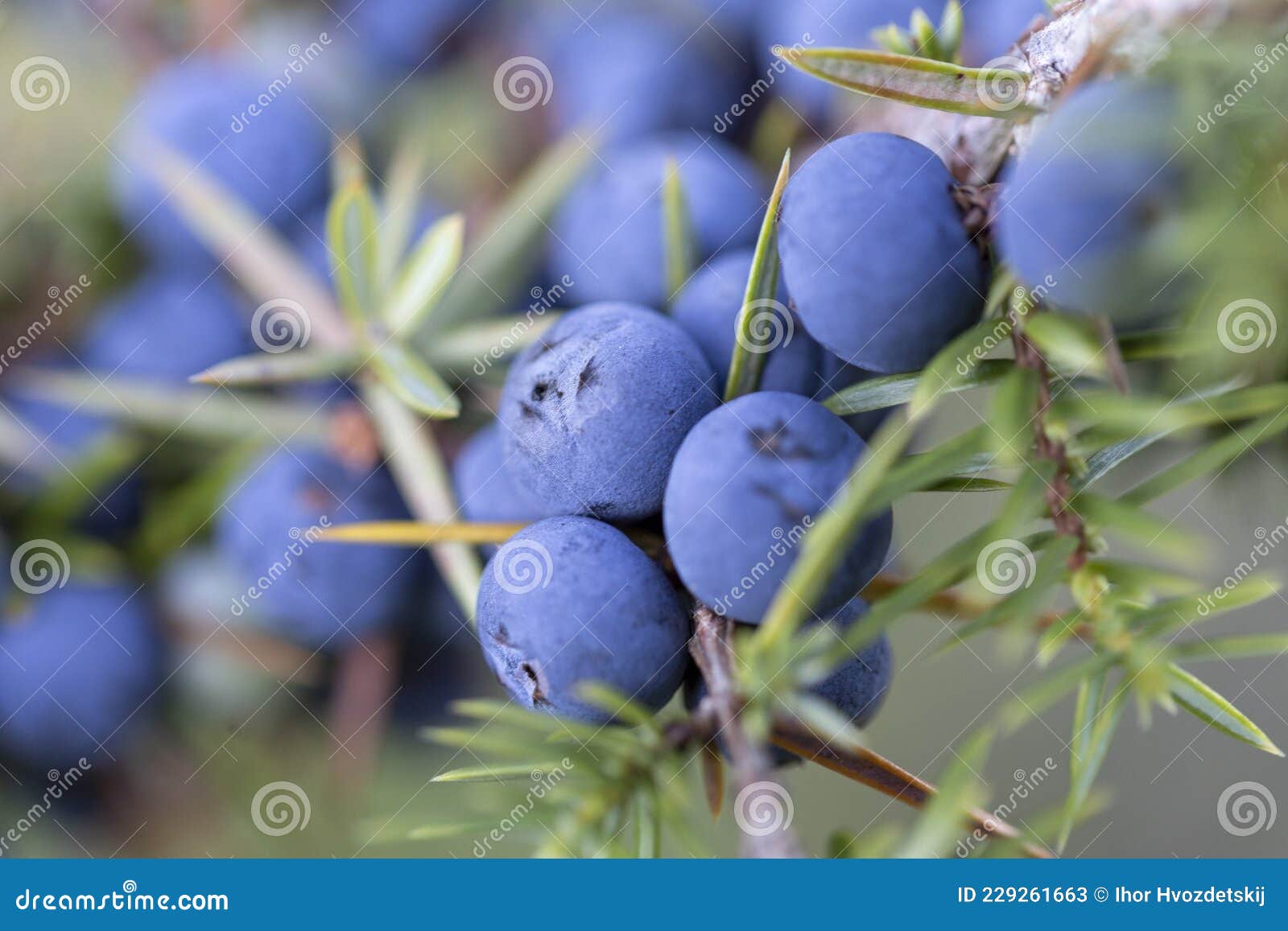 Juniperus Communis, the Common Juniper, is a Species of Small Tree or