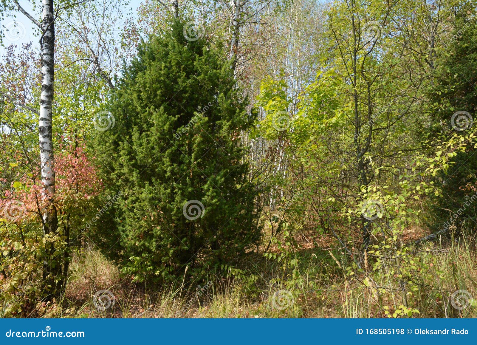 juniperus communis, the common juniper, is a species of conifer in the genus juniperus, in the family cupressaceae. juniper tree