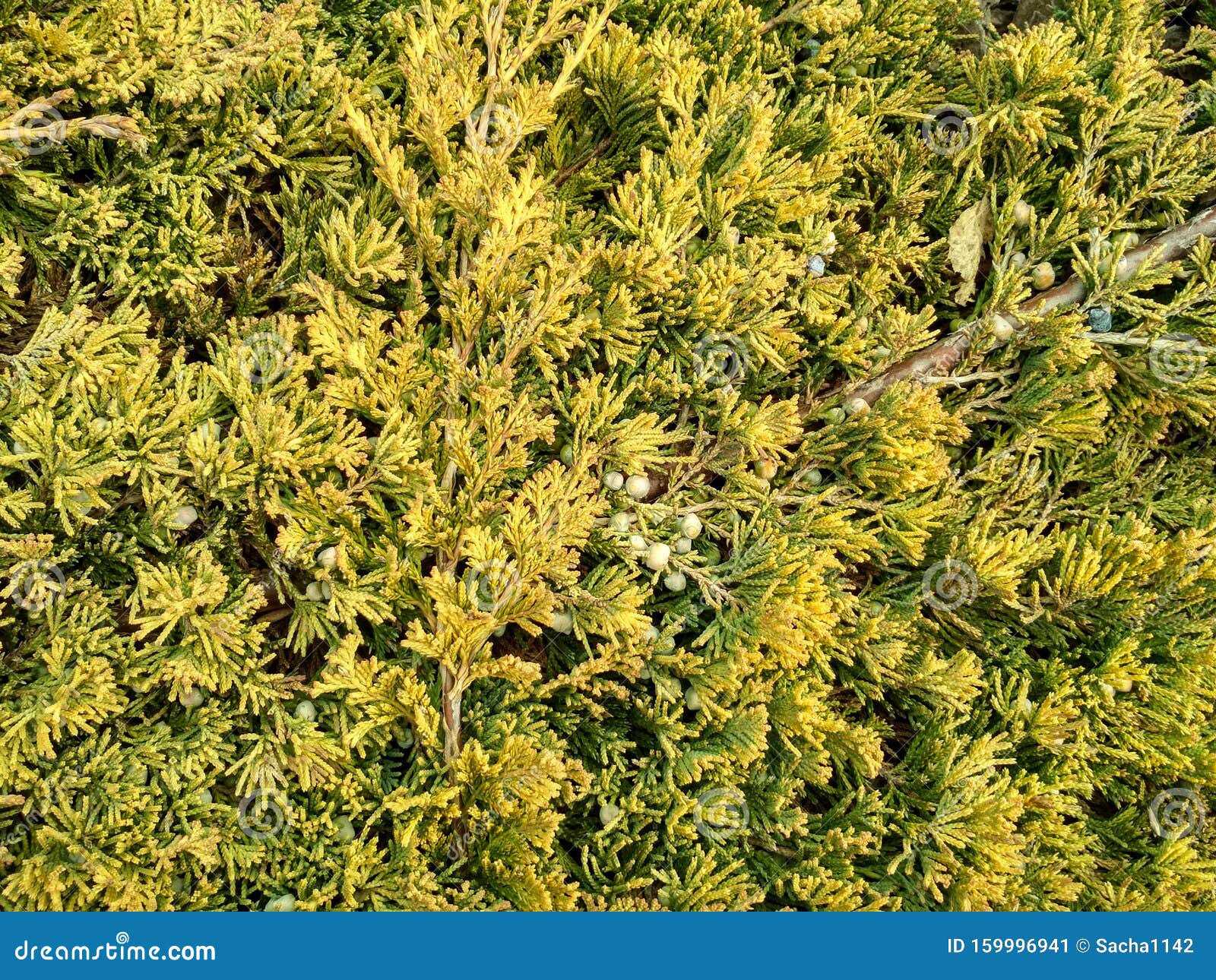 juniperus horizontalis `golden carpet` creeping juniper. juniper tree branch texture needle background