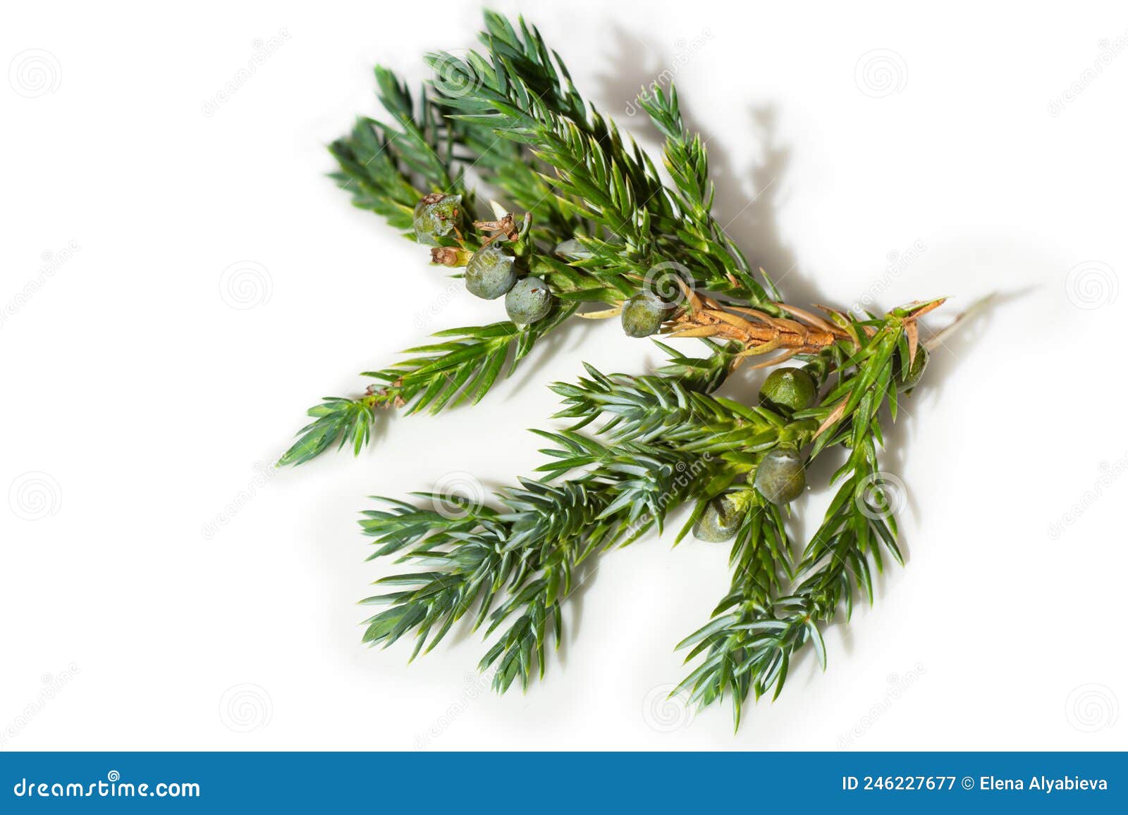 Juniperus Horizontalis Leaves or Creeping Juniper Leaves Isolated on