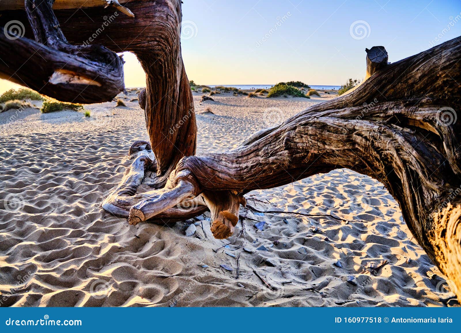 juniperus in dune di piscinas, sardinian desert, arbus, italy