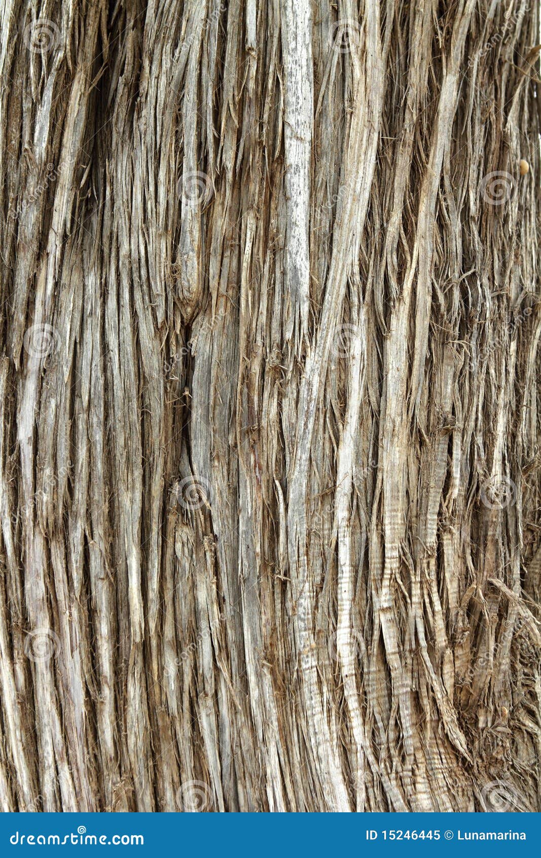 juniperus phoenicea sabina tree trunk texture