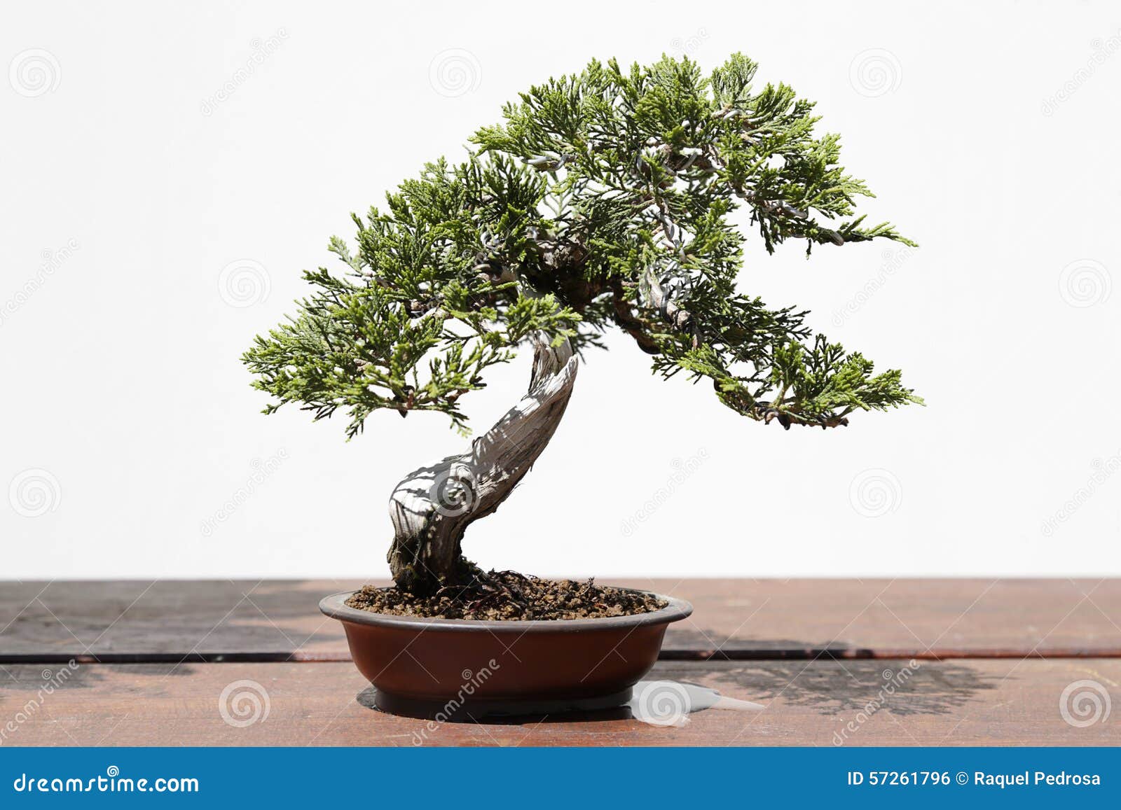 juniperus sabina bonsai