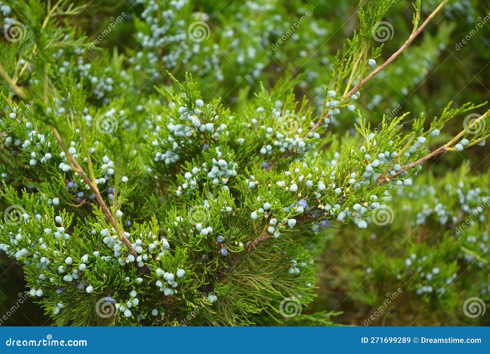 juniperus virginiana foliage and mature cones. eastern red cedar, juniperus virginiana, tree seeds