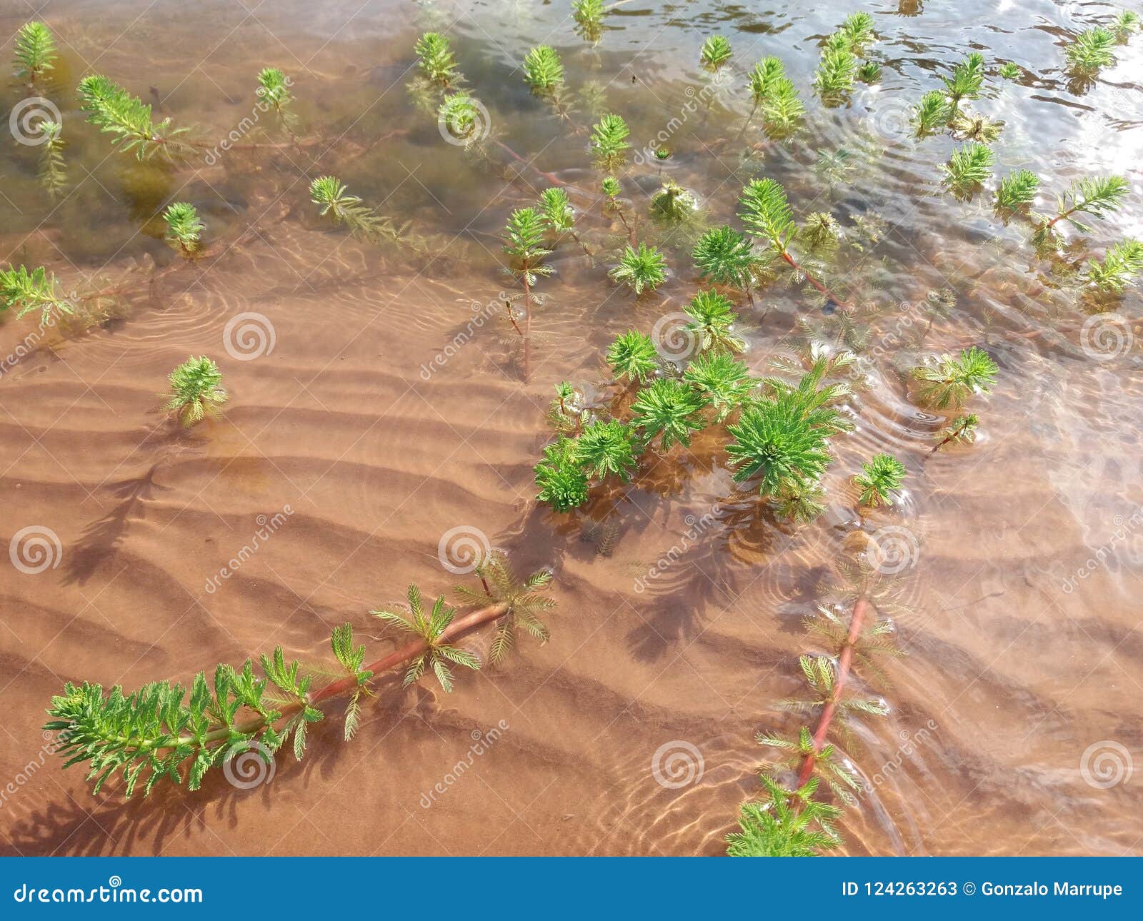 juramento river, salta argentina