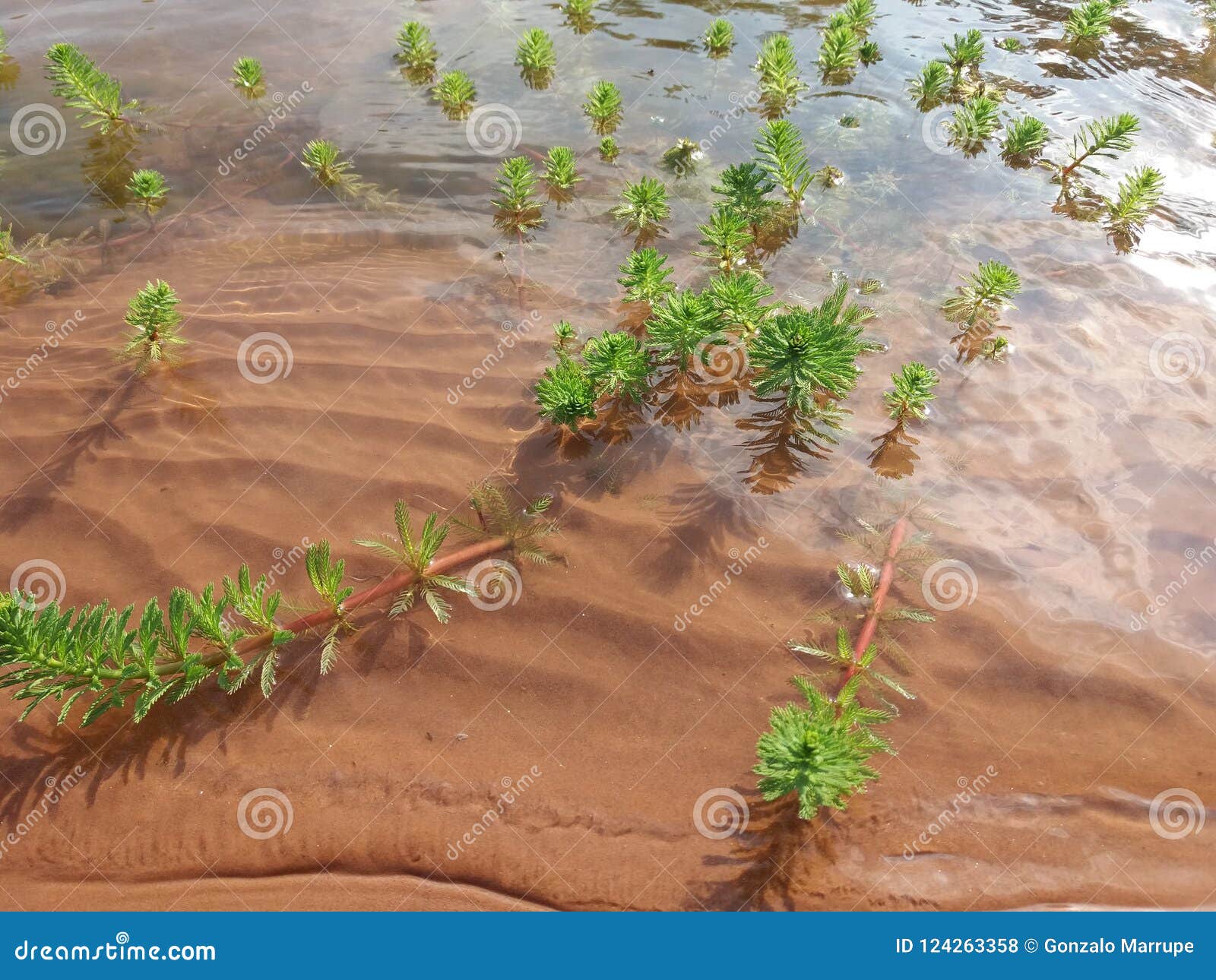 juramento river, salta argentina