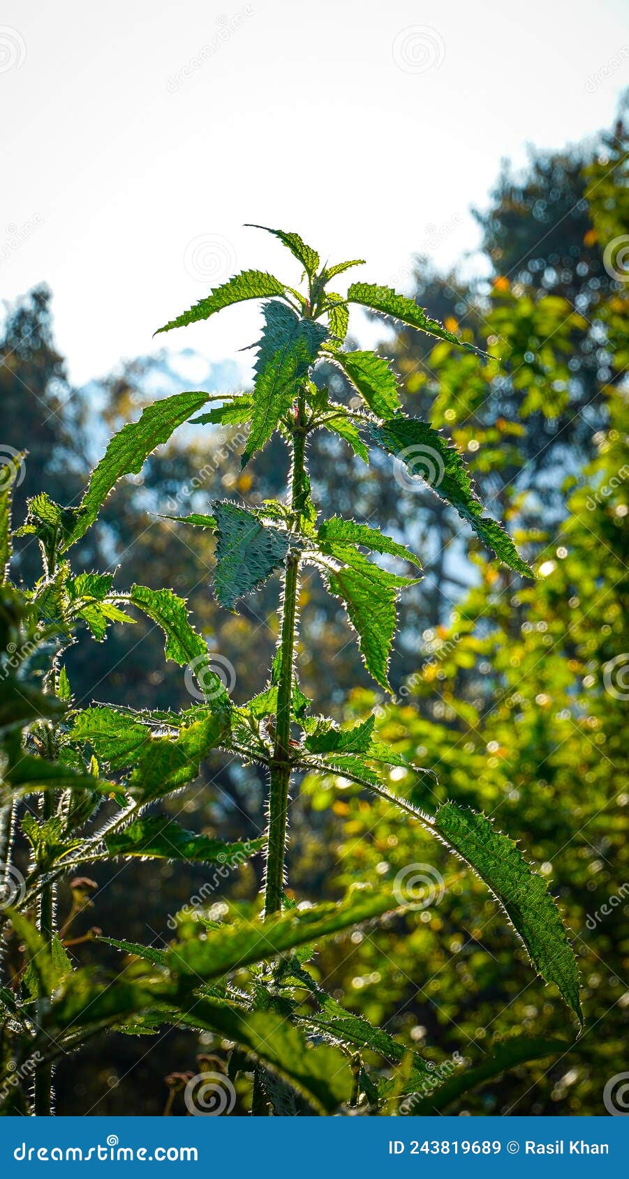 nettle leaf bichu buti urtica diosa plant leafs