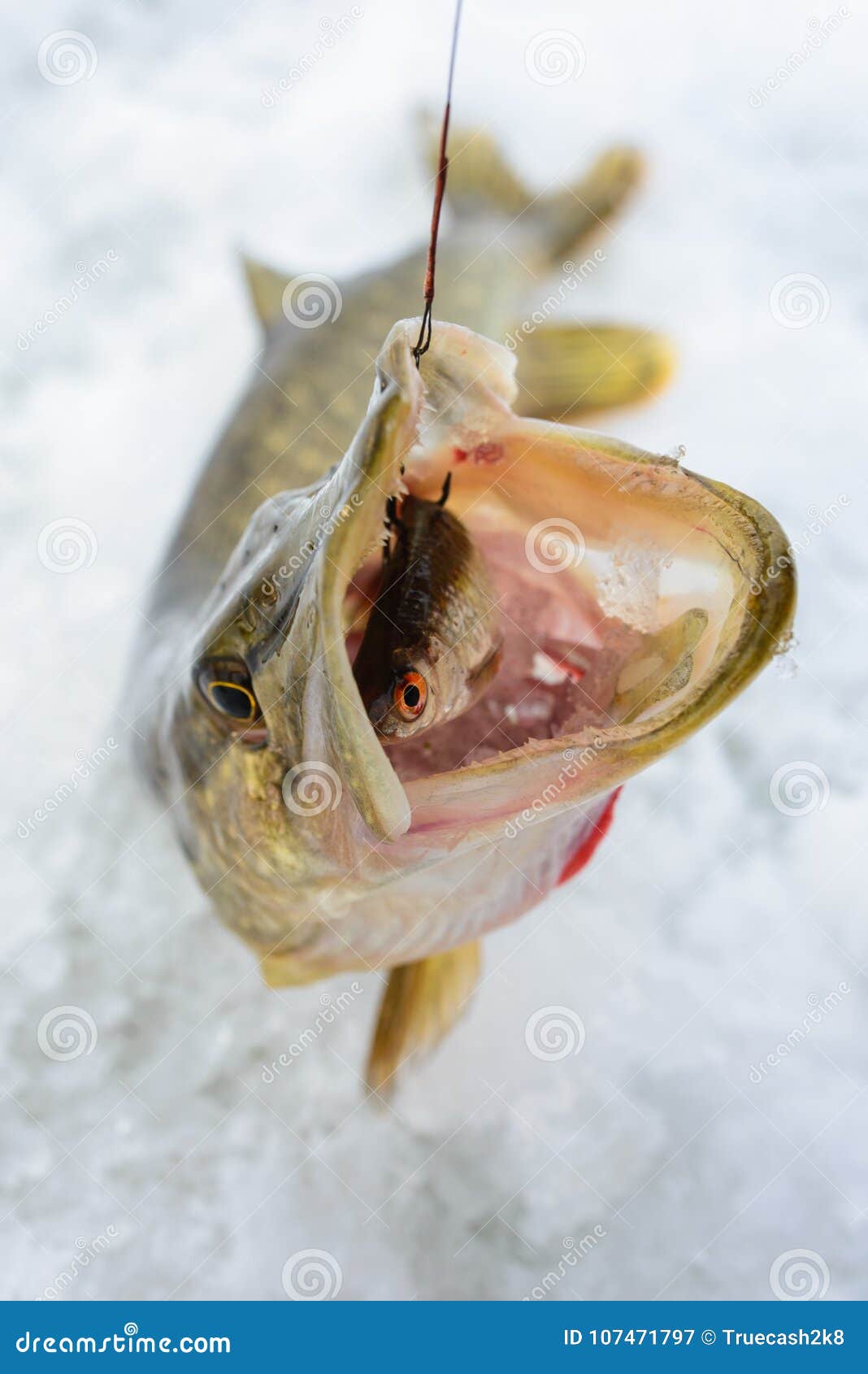 Just Caught Pike with Small Bait Fish in Its Mouth, Ice Winter Fishing  Stock Image - Image of catch, frozen: 107471797