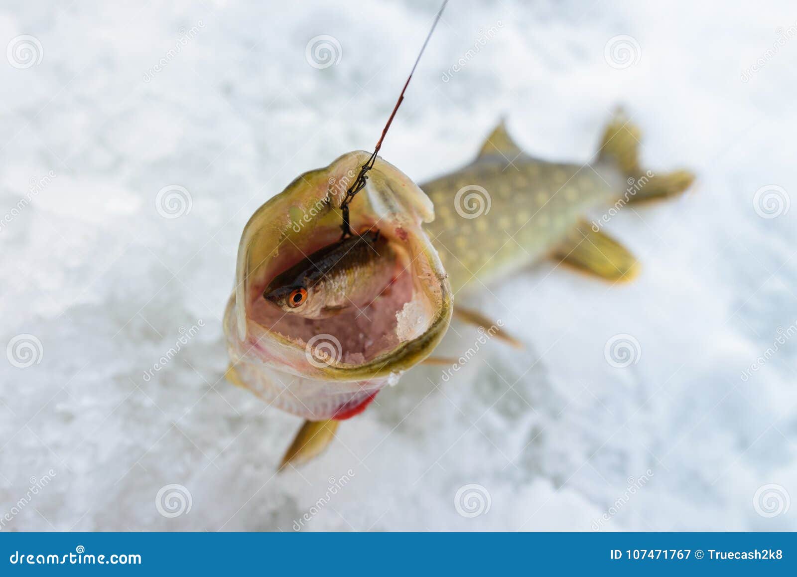 Northern Pike Caught Ice Fishing Stock Photos - Free & Royalty-Free Stock  Photos from Dreamstime