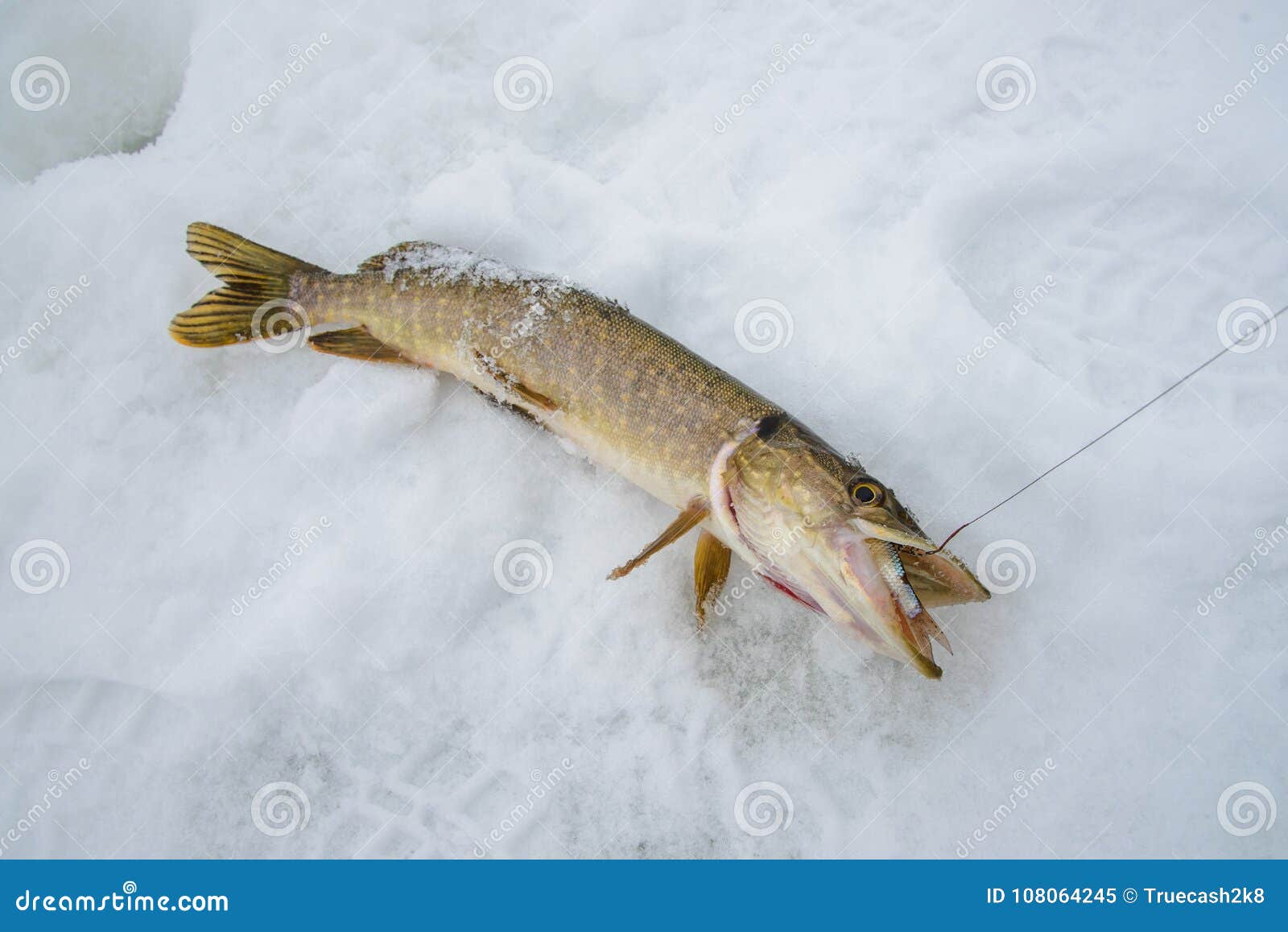 Just Caught Pike Swallow a Fish, Ice Winter Fishing for Live Bait