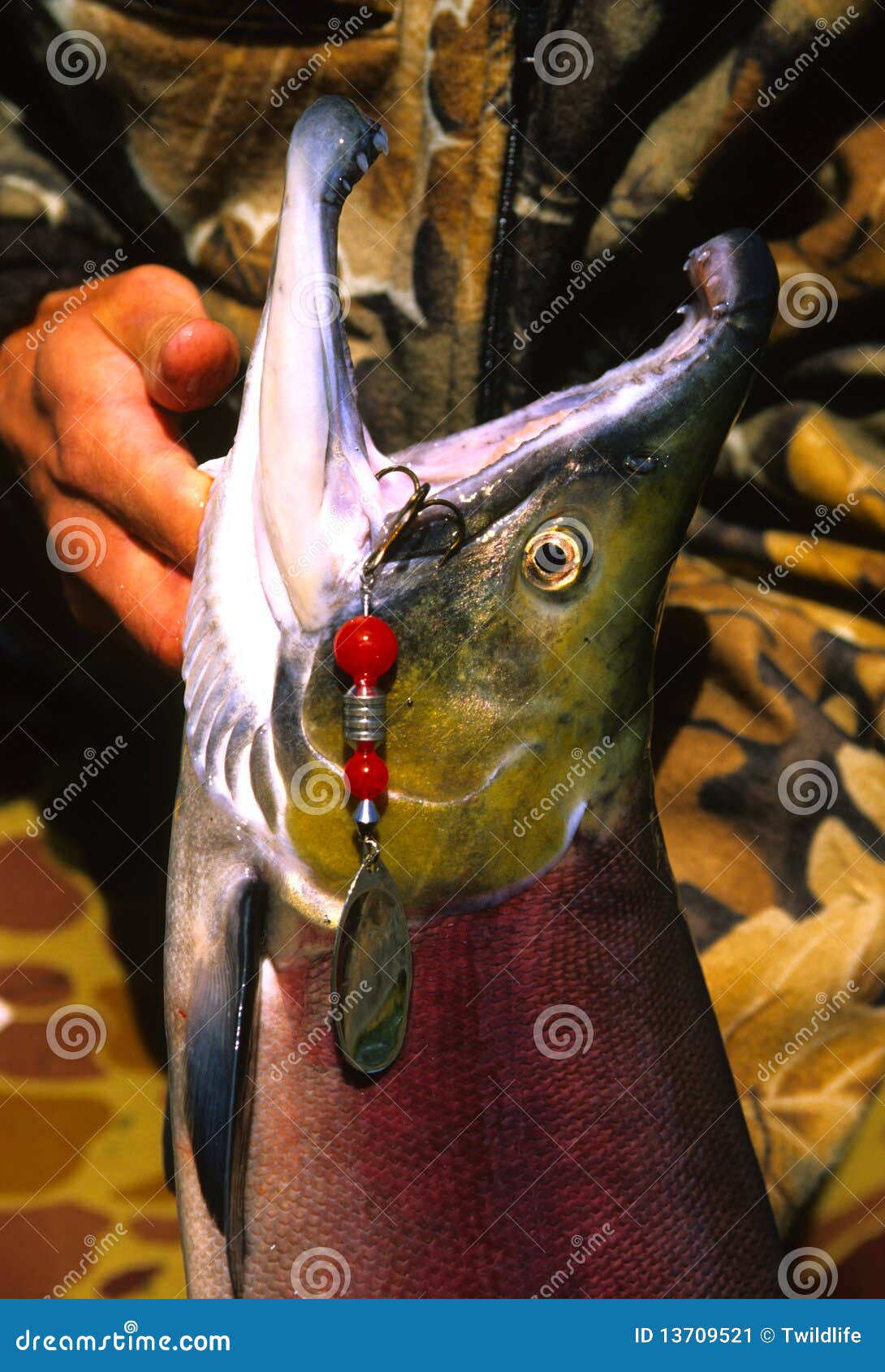 Just Caught Salmon and Spinner Stock Image - Image of river, fish: 13709521