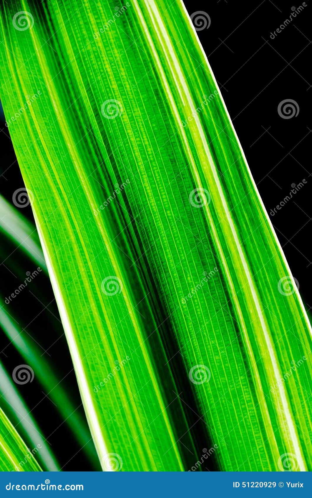 Just Naturally Green stock image. Image of plant, leaf 51220929