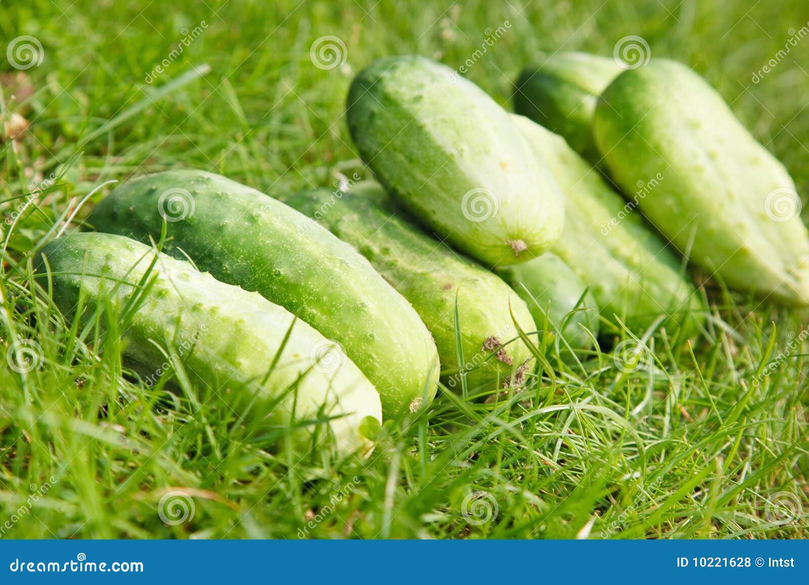 293,161 Organic Cucumber Stock Photos - Free & Royalty-Free Stock Photos  from Dreamstime