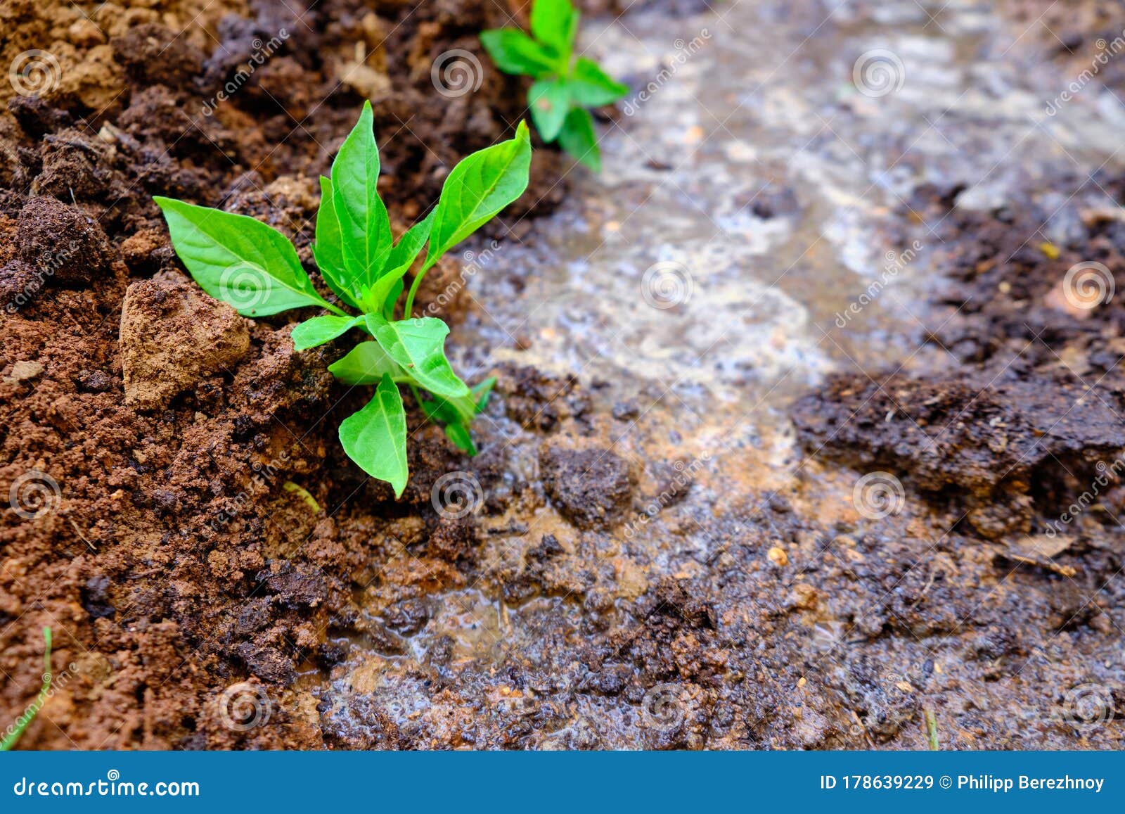Just Planted Vegetable Seedlings in the Garden Stock Image Image of