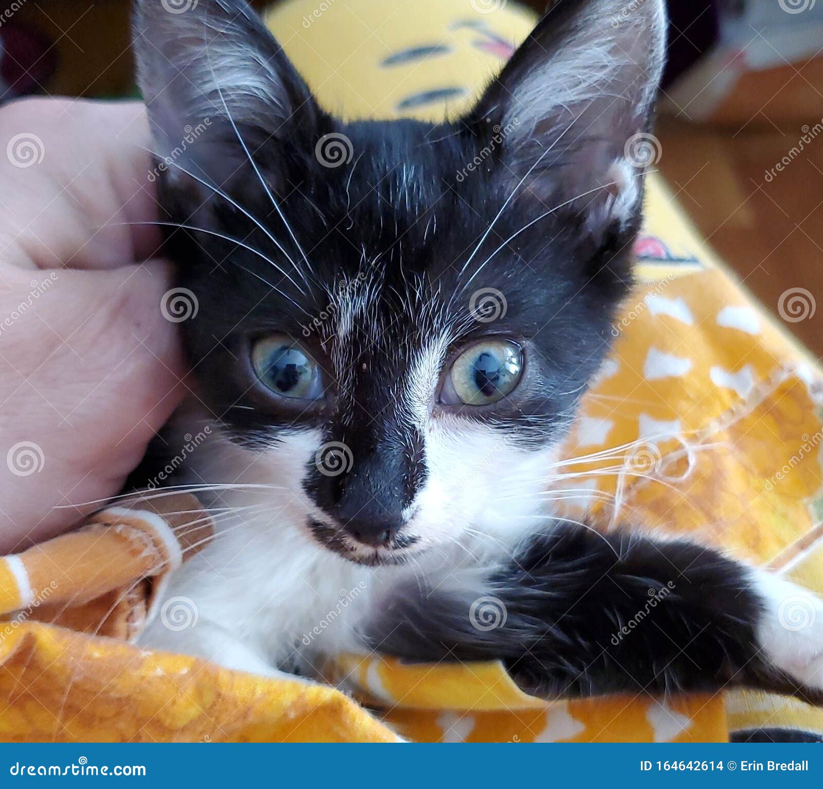 We Just Rescued Little Phoebe Kitty Stock Photo Image of rescued