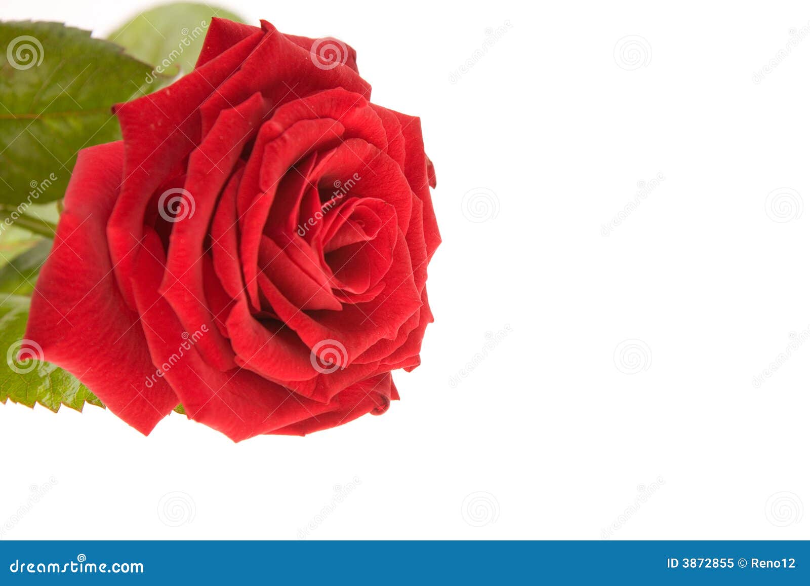Just a rose stock image. Image of flirt, white, flowers 3872855