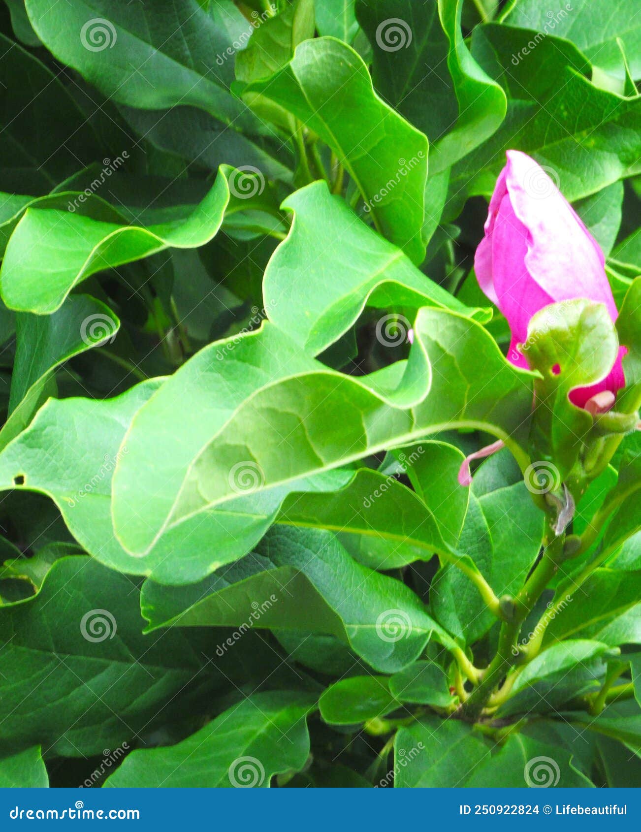 Prebloom tulip tree stock photo. Image of fruit, tree 250922824