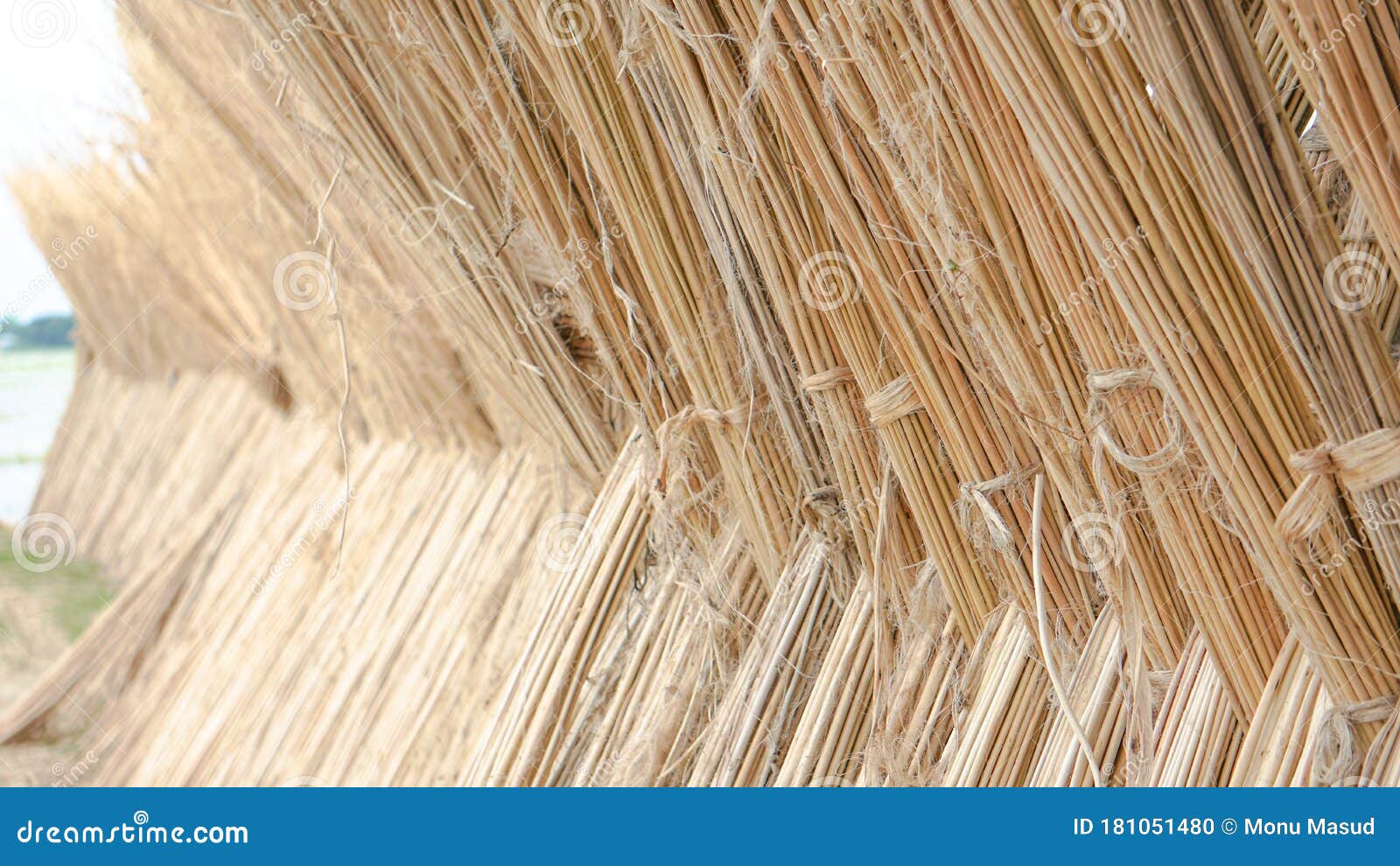 Jute is Extracted from the Bark of the White Jute Plant Corchorus  Capsularis and To a Lesser Extent from Tossa Jute. Jute Was Stock Photo -  Image of backdrop, braid: 181051480