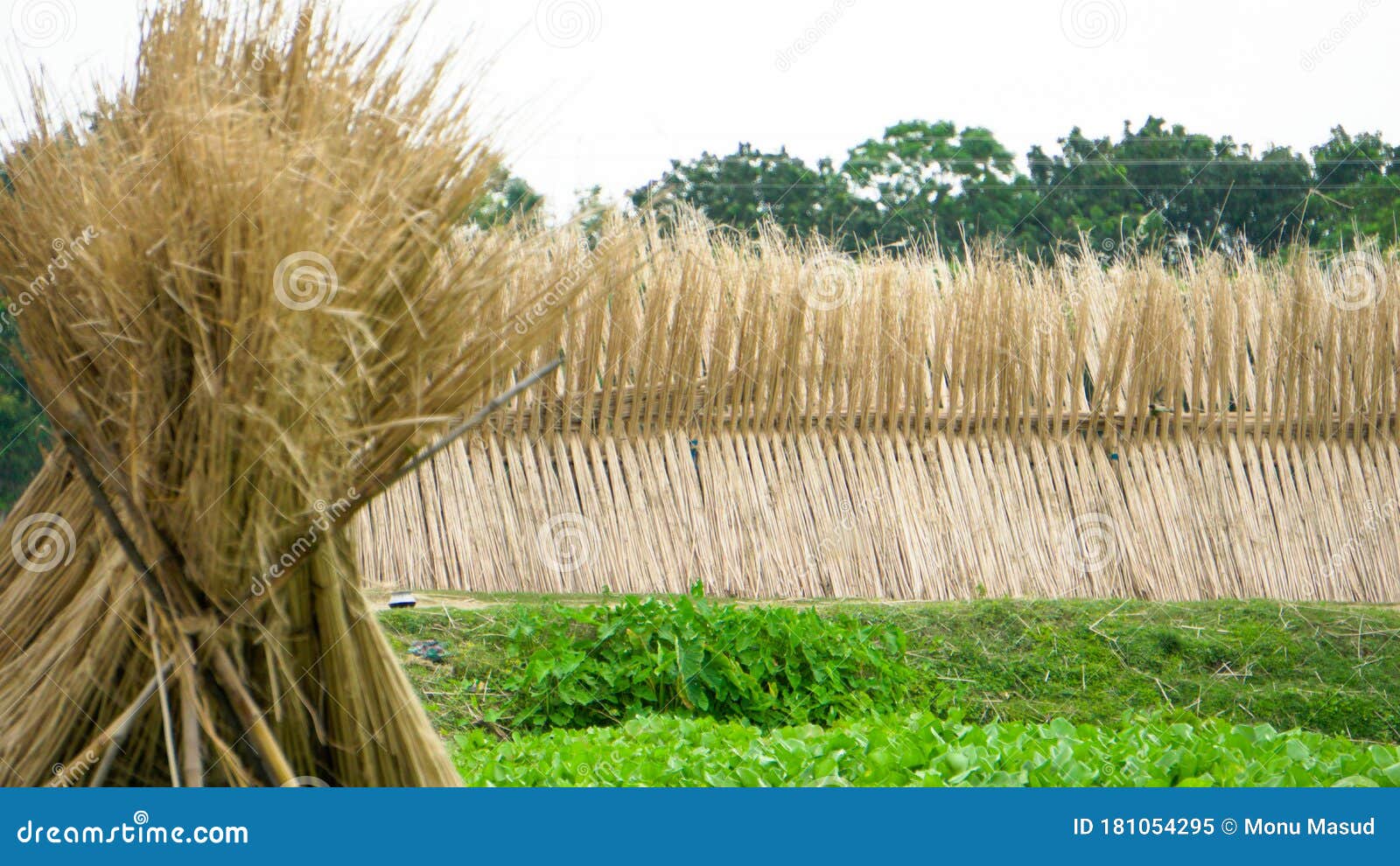 Jute is Extracted from the Bark of the White Jute Plant Corchorus