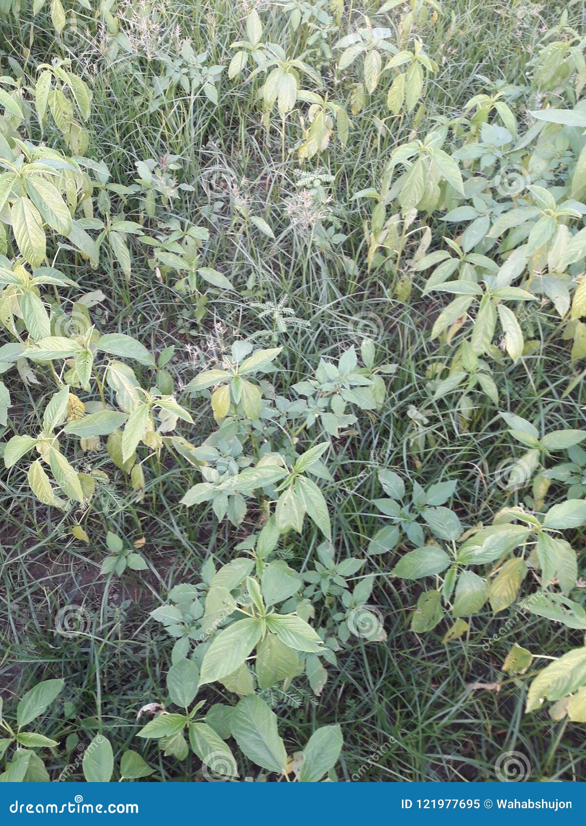 Jute stock image. Image of grass, rapidly, jute, grows 121977695