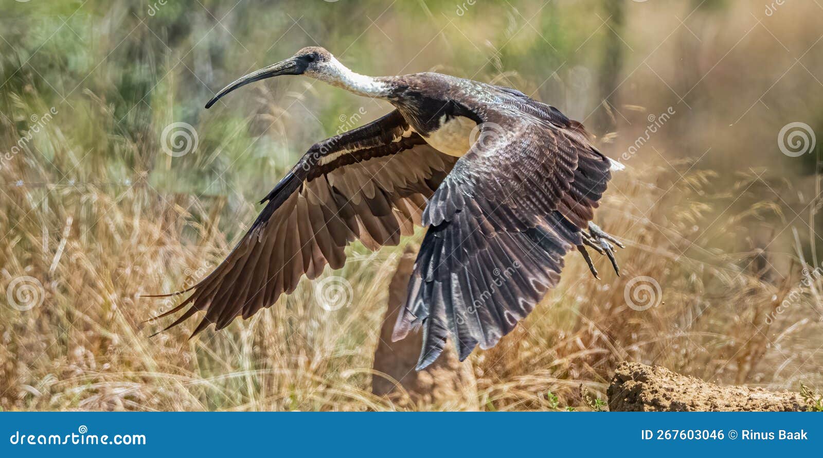 juvenile straw necked ibis