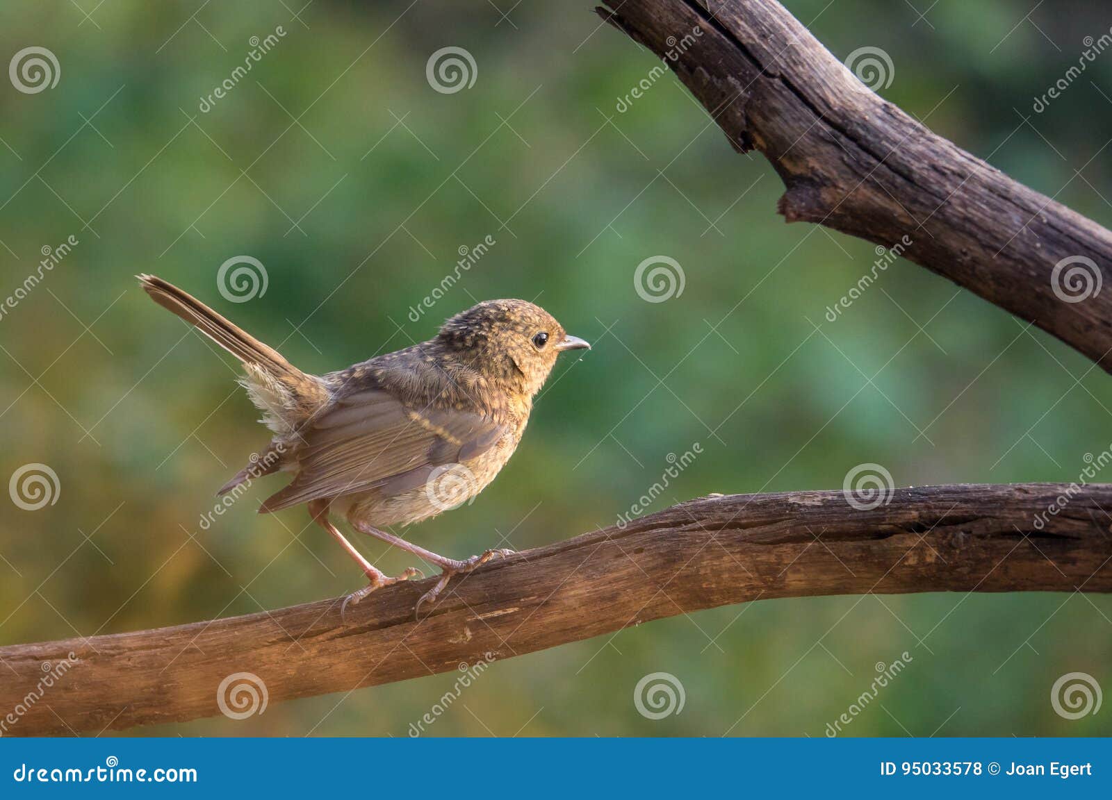 juvenil nightingale