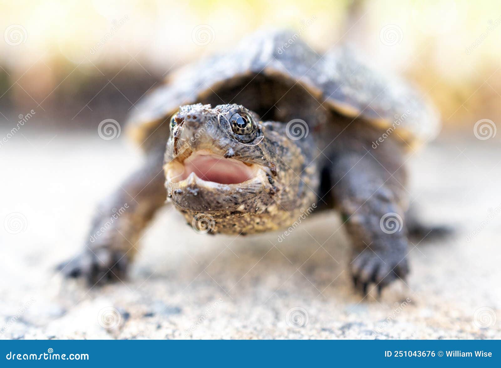 baby snapping turtle bite