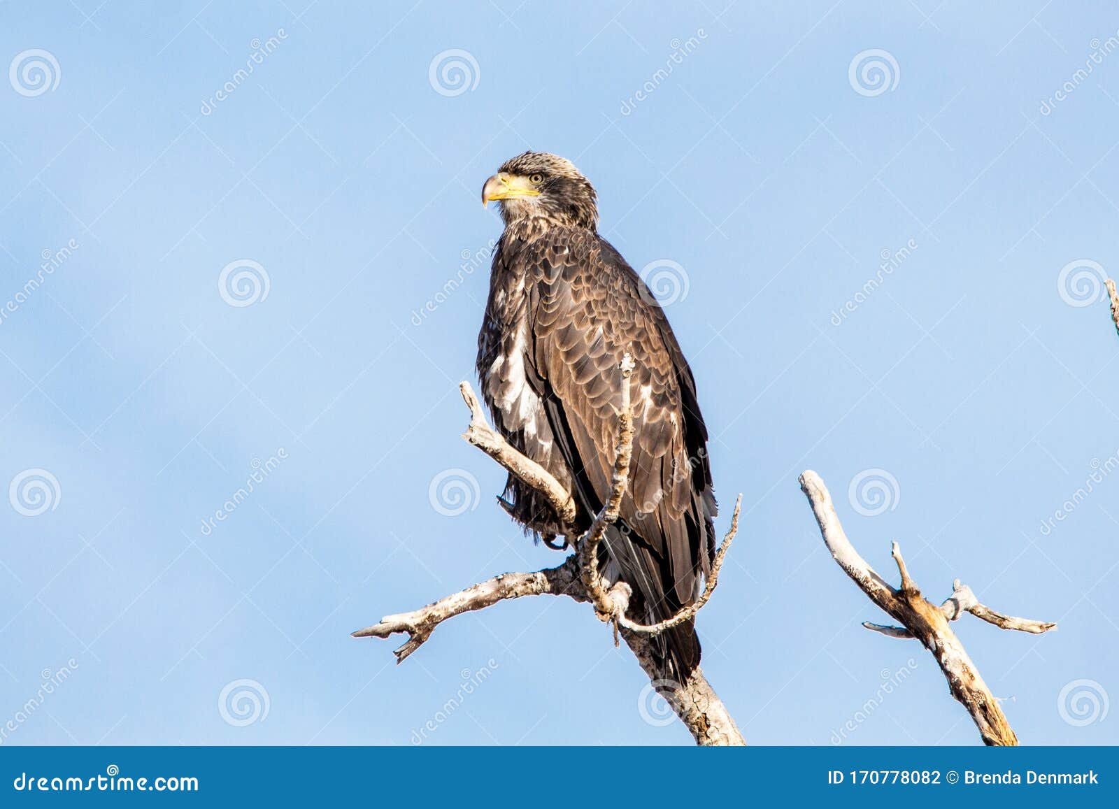 Juvenile Bald Eagle at Barr Lake State Park Stock Photo - Image of
