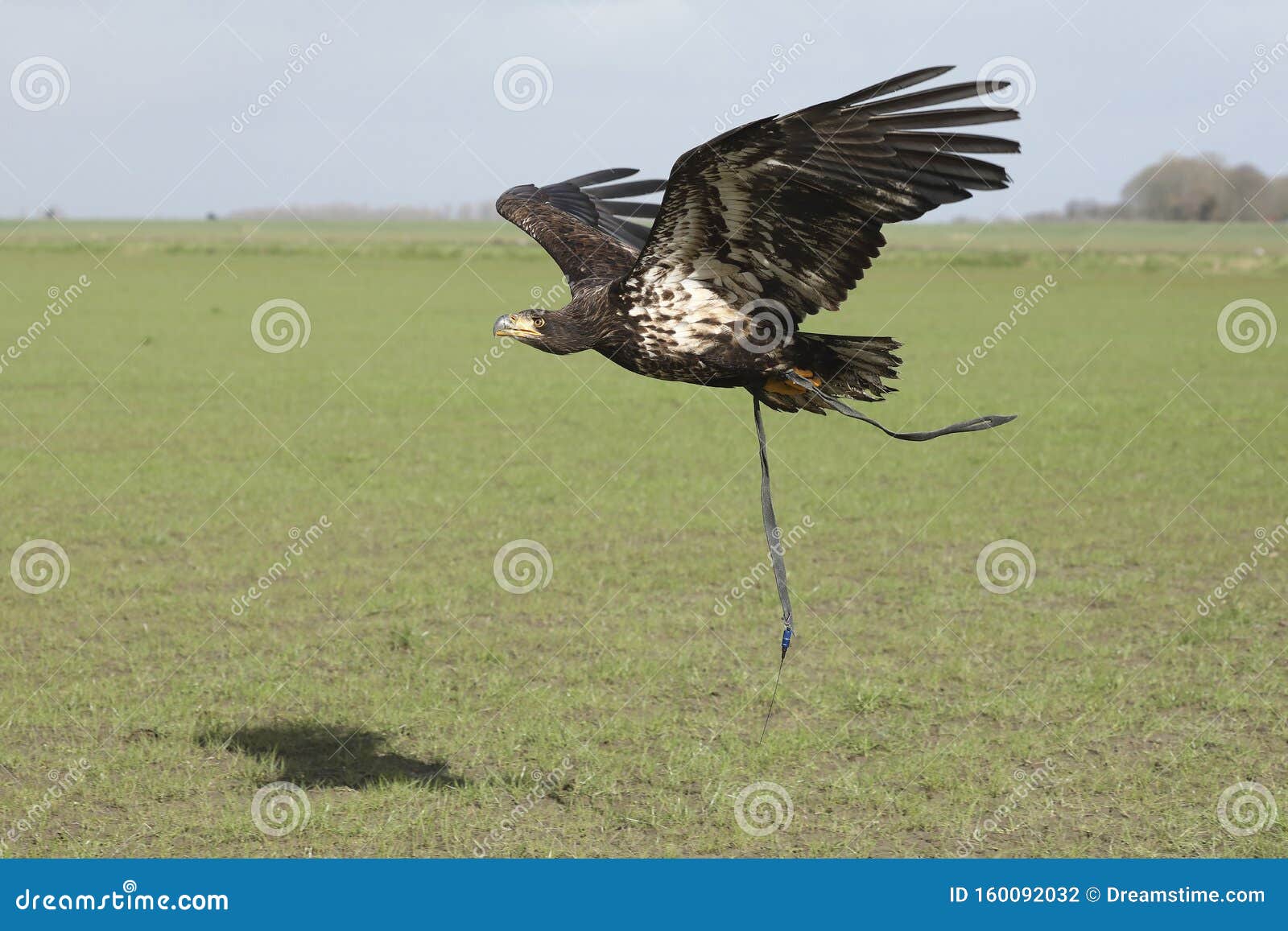 A Juvenile Bald Eagle In Flight Stock Photo Image Of Accipitriformes Lines 160092032