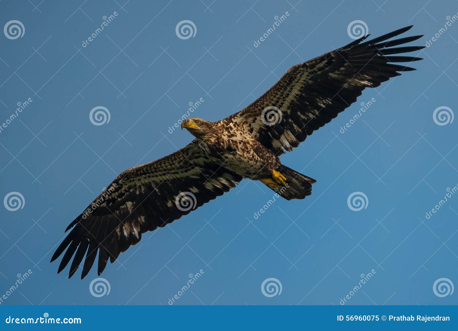 Juvenile Bald Eagle In Flight Stock Image Image Of Bluesky Birdy 56960075