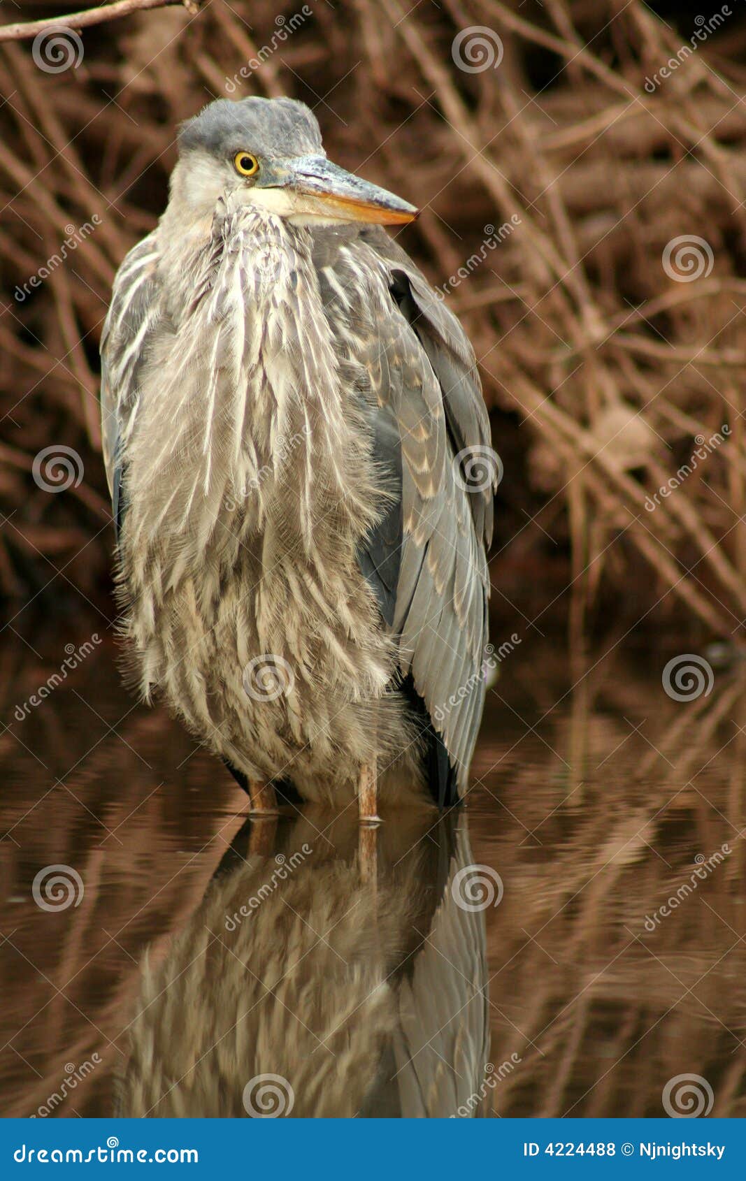 Juvenile blue heron stock photo. Image of blue, fowl, feathers 4224488