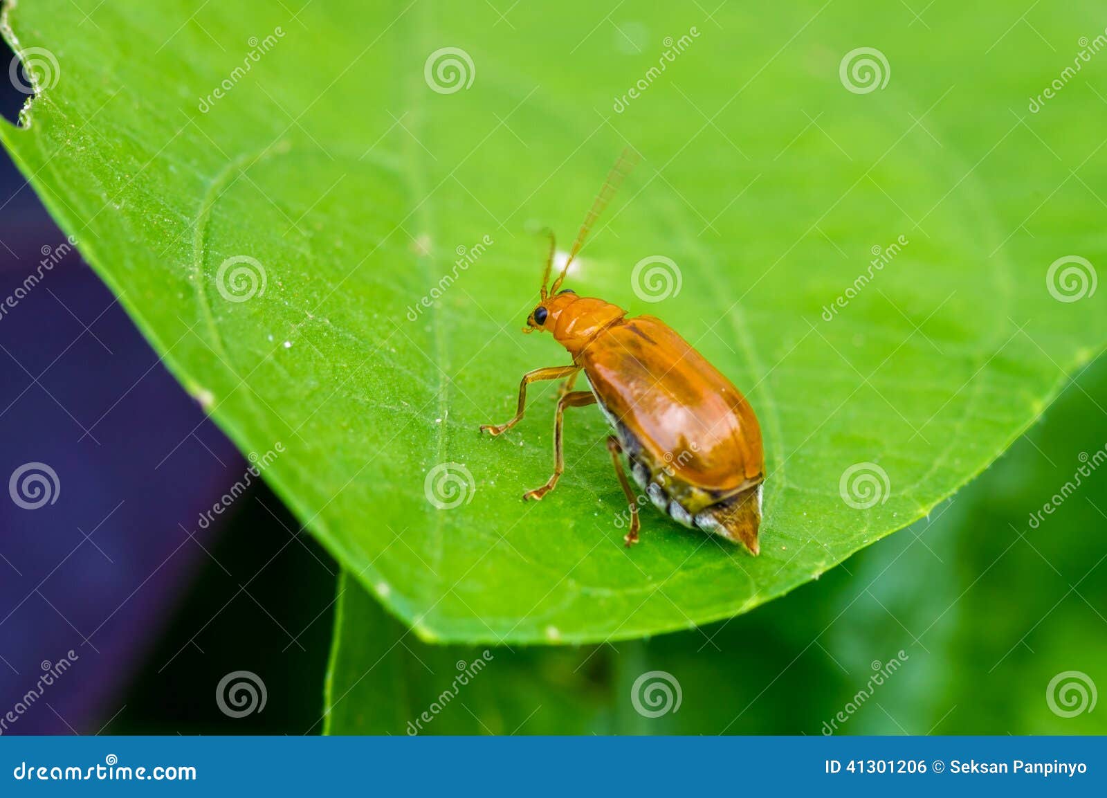 Juvenile bombardier beetle stock photo. Image of nature 41301206