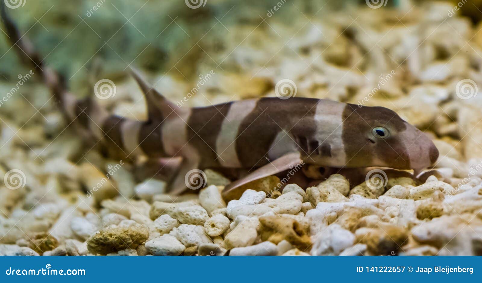 Juvenile Brown Banded Bamboo Shark Laying on the Bottom, Popular Fish in  Aquaculture, Tropical Young Fish from the Pacific Ocean Stock Image - Image  of australian, baby: 141222657