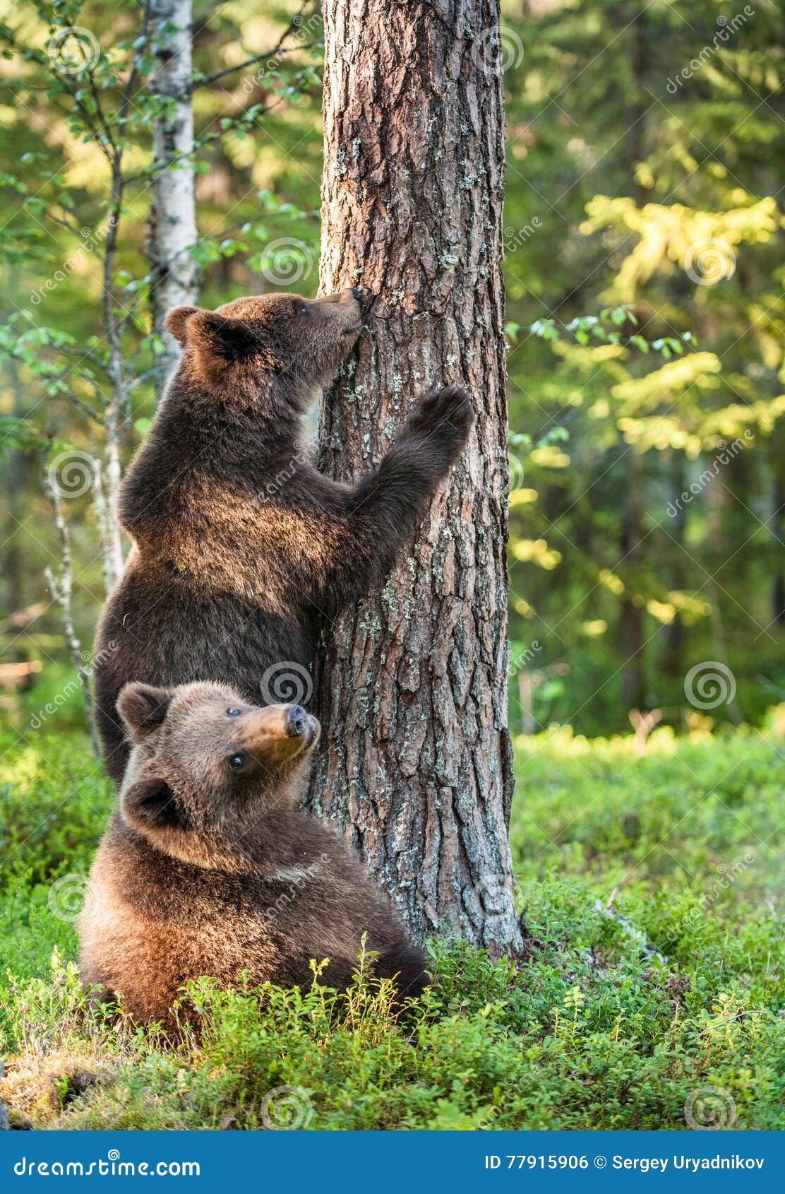 3,540 Animals Climb Tree Stock Photos - Free & Royalty-Free Stock Photos from Dreamstime 3,540 Animals Climb Tree Stock Photos - Free & Royalty-Free Stock Photos from Dreamstime