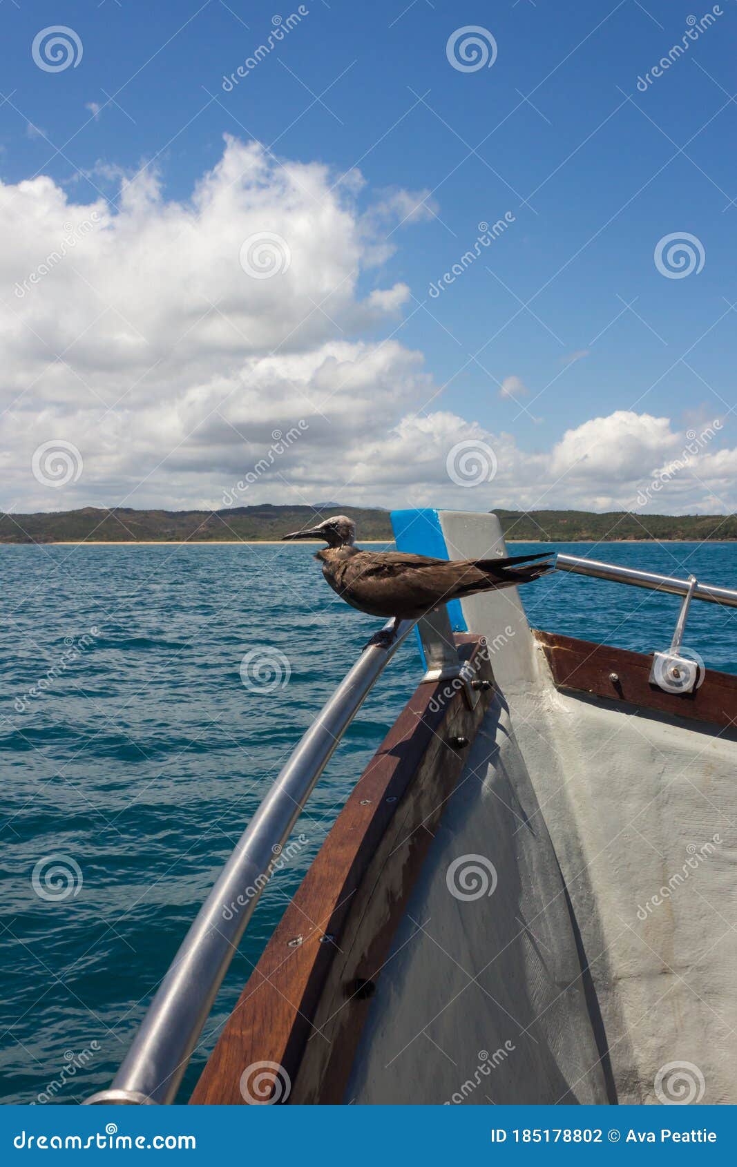 juvenile brown noddy bird anous stolidus perching in a boat, madagascar