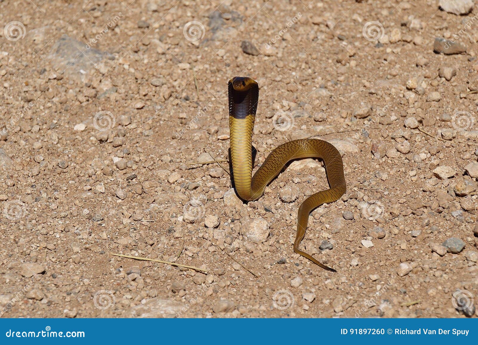 Juvenile Cape Cobra stock photo. Image of venemous, south - 91897260
