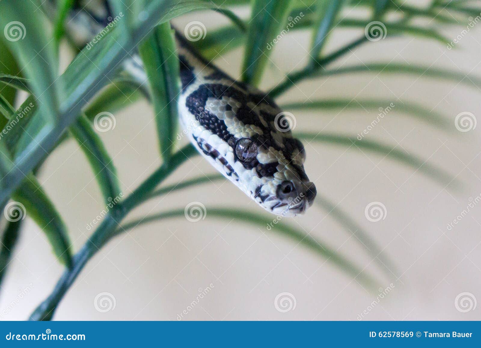 Juvenile coastal carpet python hiding in green plant.